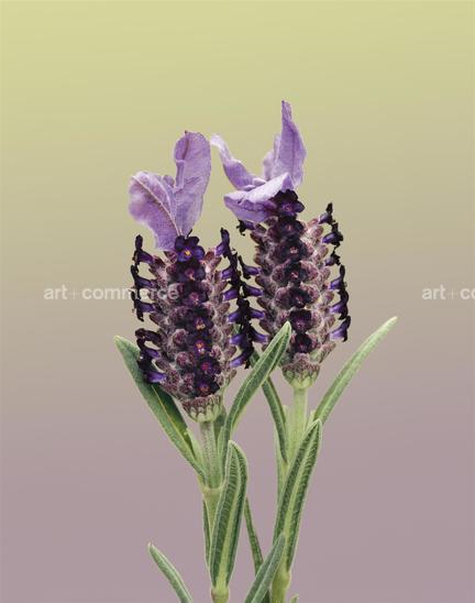 EF-LAVANDULA-STOECHAS-FLORA-OLBIENSIS-22-…