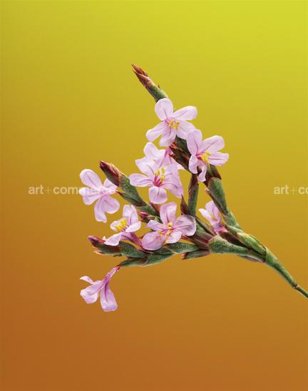 EF-LIMONIUM-MONOPETALUM-FLORA-OLBIENSIS-2…