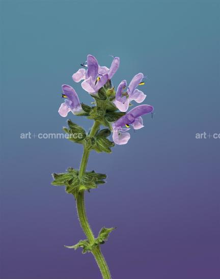 EF-SALVIA-SP-FLORA-OLBIENSIS-22-02-08.jpg