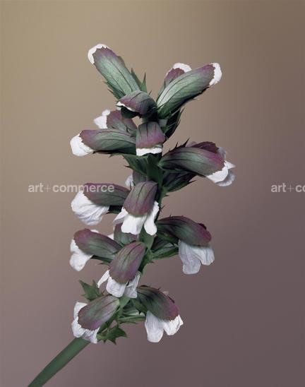 EF-ACANTHUS-MOLLIS-FLORA-OLBIENSIS-22-02-0…