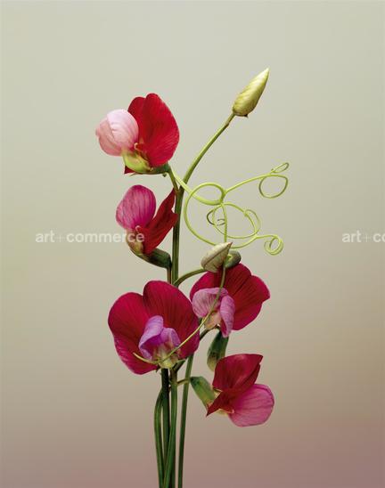 EF-LATHYRUS-SP-FLORA-OLBIENSIS-22-02-08.jpg