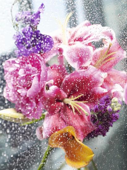 0511_IV_Flowers_014 f3cmyk.tif