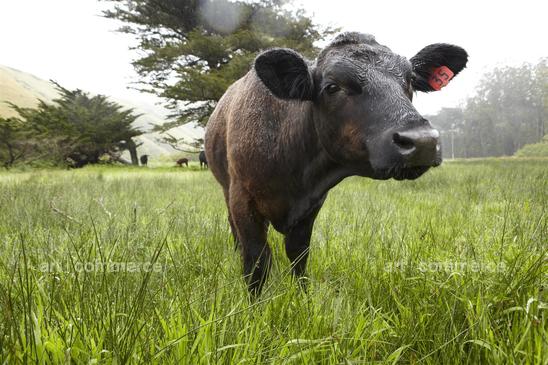 WA_ED_Volpe_Tomales_Exterior_053 1.tif