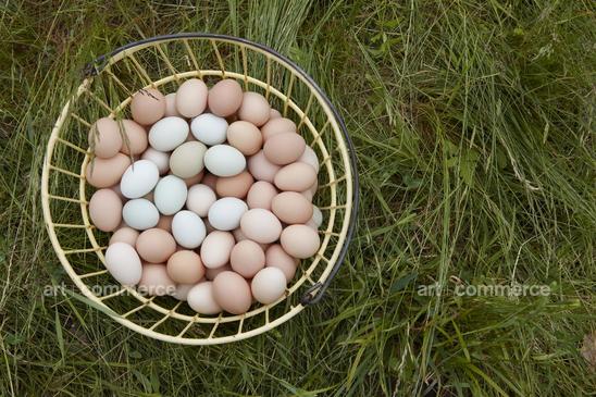chickens_232
