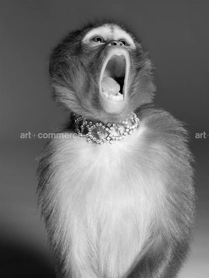 ss_pop_190908_monkeys1-089-2 f2.tif