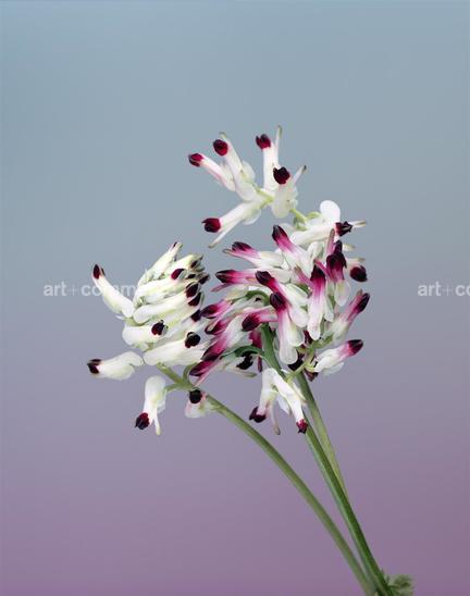 EF-FUMARIA-CAPREOLATA-FLORA-OLBIENSIS-22-…