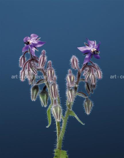 EF-BORAGO-OFFICINALIS-FLORA-OLBIENSIS-22-02…
