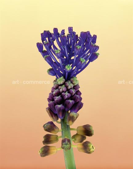 EF-MUSCARI-COMOSUM-FLORA-OLBIENSIS-22-02-…