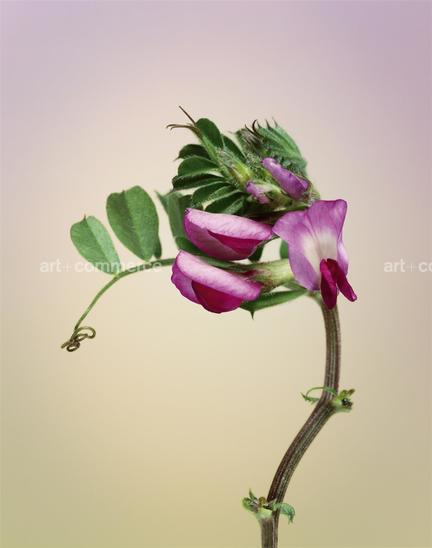 EF-VISCIA-SATIVA-FLORA-OLBIENSIS-22-02-08.jpg