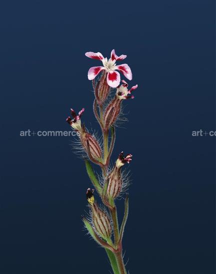 EF-SILENA-GALLICA-FLORA-OLBIENSIS-22-02-08.jpg