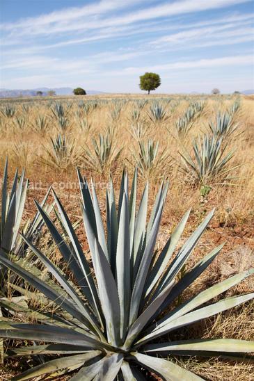 WE_Tequila_0623.jpg