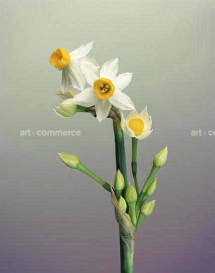 EF-NARCISSUS-TAZETTA-FLORA-OLBIENSIS-22-02…