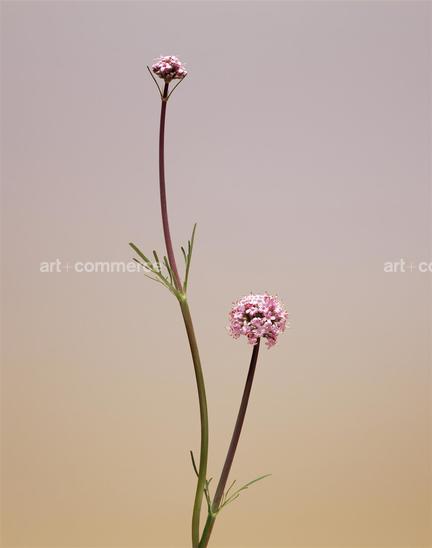 EF-VALERIANA-TUBEROSA-FLORA-OLBIENSIS-22-…