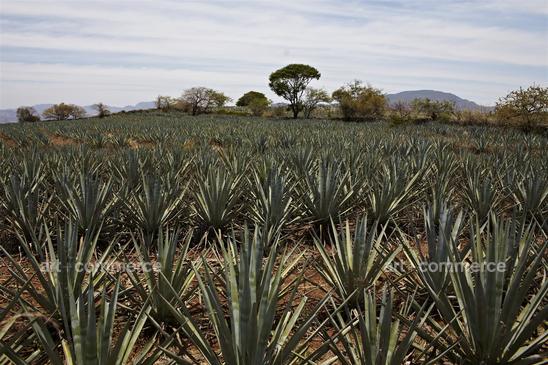 WE_Tequila_0477.jpg