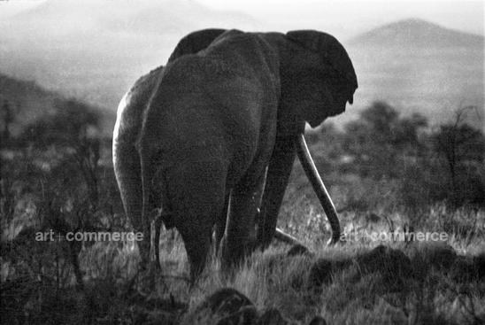 Peter Beard 90.03.10.62#27a.tif