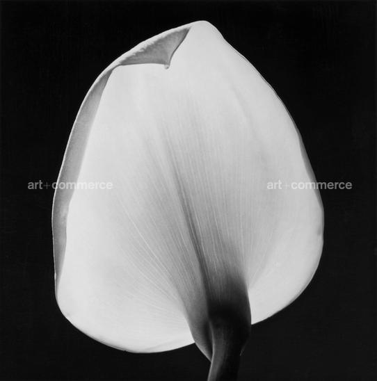 1360_CallaLily_1984.jpg