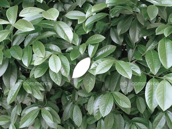 15-a_leaf.tif