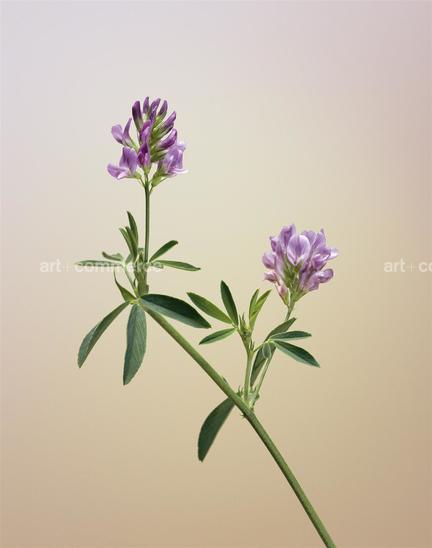 EF-FABACEA-FLORA-OLBIENSIS-22-02-08.jpg