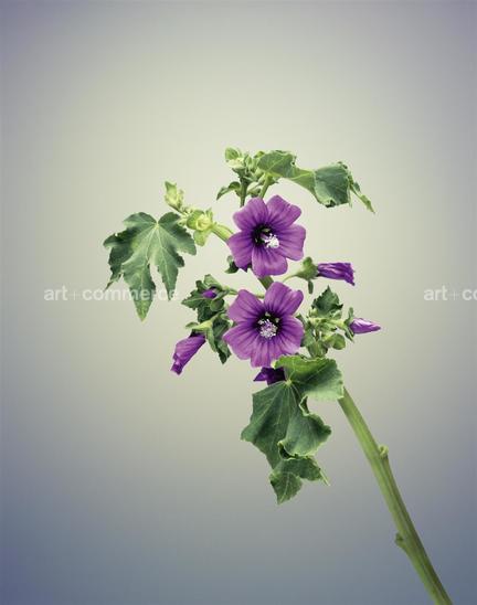 EF-LAVATERA-ARBOREA-FLORA-OLBIENSIS-22-02…