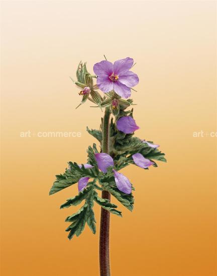 EF-ERODIUM-SP-FLORA-OLBIENSIS-22-02-08.jpg