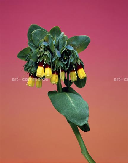 EF-CERINTHE-MAJOR-FLORA-OLBIENSIS-22-02-08.…