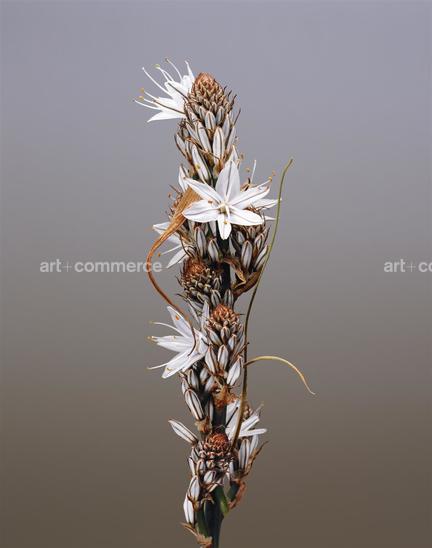 EF-ASPHODELUS-RAMOSUS-FLORA-OLBIENSIS-22-…