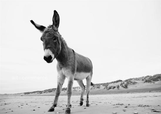 LOVE_221013_SHOT_15_079 f1 BW_crop.tif