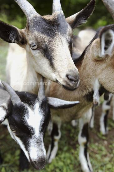 goats_033