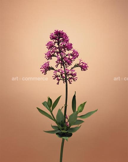 EF-CENTHRANTUS-RUBER-FLORA-OLBIENSIS-22-0…