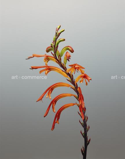 EF-CHASMANTHE-AETHIOPICA-FLORA-OLBIENSIS-…