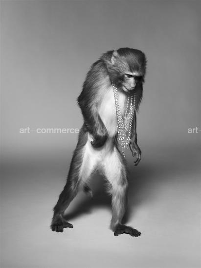 ss_pop_190908_monkeys4-024-2 f2.tif