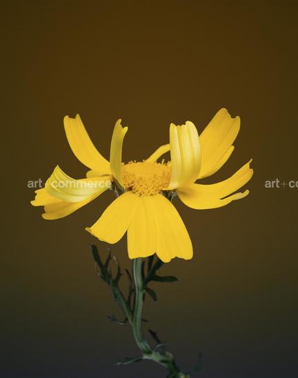 EF-CHRYSANTHEMUM-SP-FLORA-OLBIENSIS-22-02…