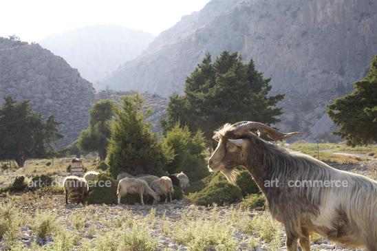WA_Symi_0712_470.tif