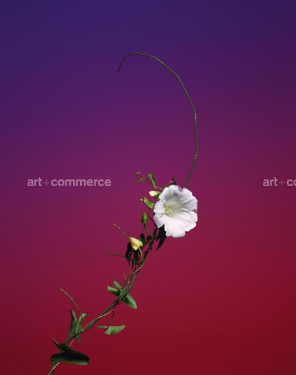 EF-CONVOLVULUS-ARVENSIS-FLORA-OLBIENSIS-2…