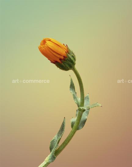 EF-CALENDULA-ARVENSIS-2-FLORA-OLBIENSIS-22…