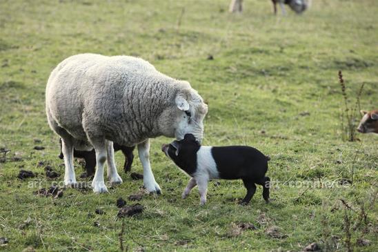 T&C_Patagonia_3141_RT.psd