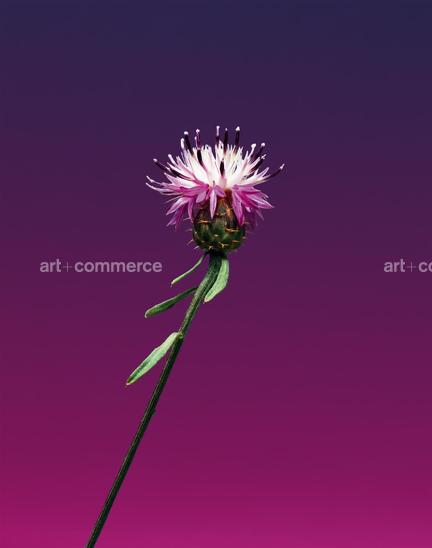 EF-CENTAUREA-SP-FLORA-OLBIENSIS-22-02-08.jpg
