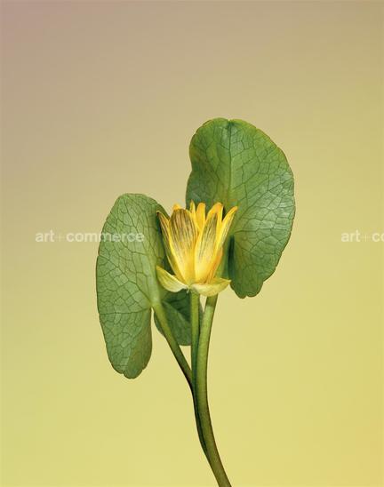 EF-RANUCULUS-FICARIA-FLORA-OLBIENSIS-PORTF…