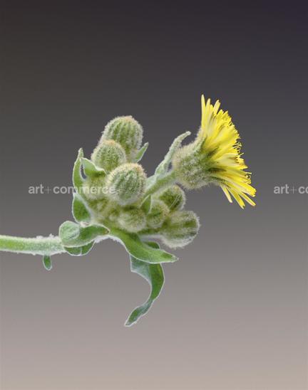 EF-ANDRYALA-INTEGRIFOLIA-FLORA-OLBIENSIS-2…