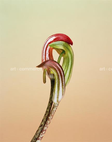 EF-ARISARUM-VULGARE-FLORA-OLBIENSIS-22-02-…