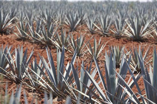 WE_Tequila_1325.tif