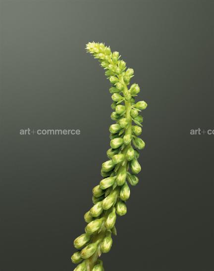 EF-UMBILCUS-RUPESTRIS-FLORA-OLBIENSIS-22-02…