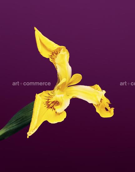 EF-IRIS-PSEUDACORUS-FLORA-OLBIENSIS-22-02-0…