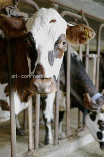 cows_118