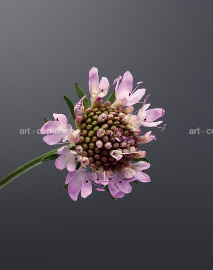 EF-SIXALIX-ATROPURPUREA-SUBSP-