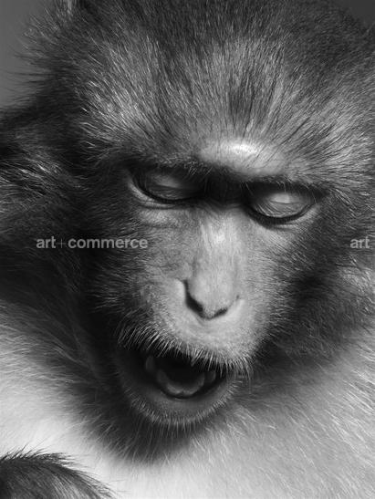 ss_pop_190908_monkeys2-006-2 f1.tif