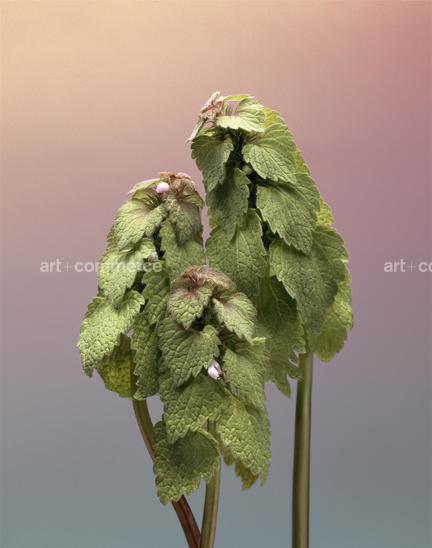 EF-LAMIUM-PURPUREUM-FLORA-OLBIENSIS-22-02-…