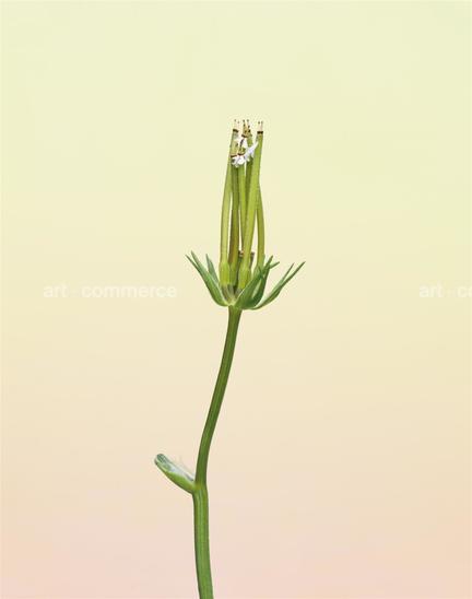 EF-SCANDIX-PECTEN-VENERIS-FLORA-OLBIENSIS-2…