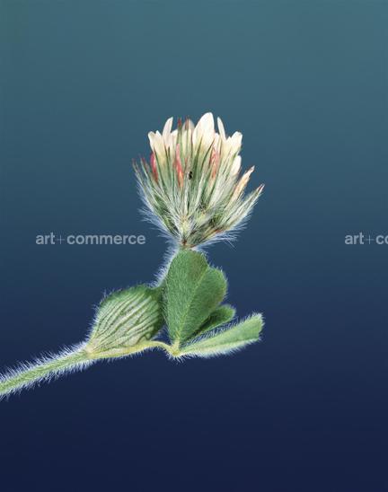 EF-TRIFOLIUM STELLATUM-FLORA-OLBIENSIS-22-…