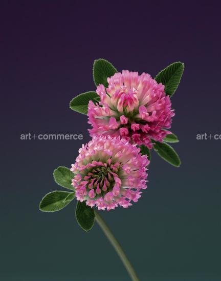 EF-TRIFOLIUM-PRATENSE-FLORA-OLBIENSIS-22-0…